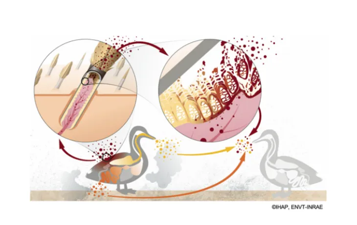 IAHP plumes