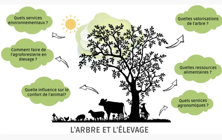 webi agroforesterie RMT