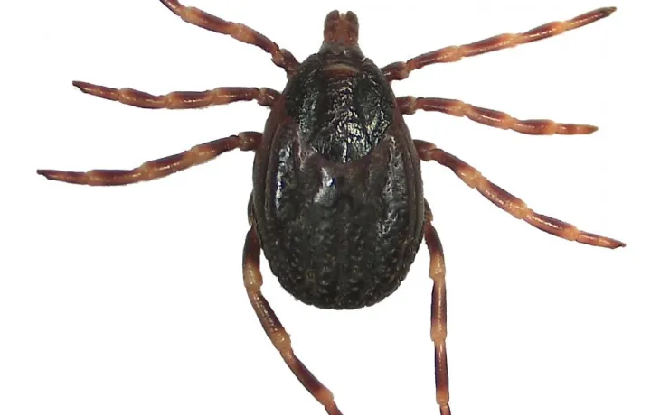 Hyaloma marginatum