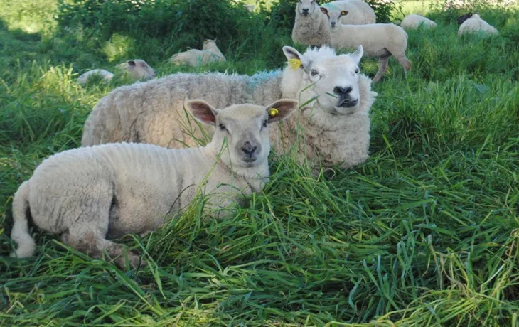 Webinaire greensheep