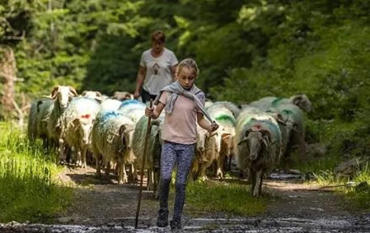 Transhumance 2