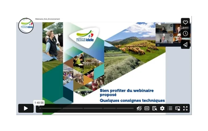replay webi greensheep
