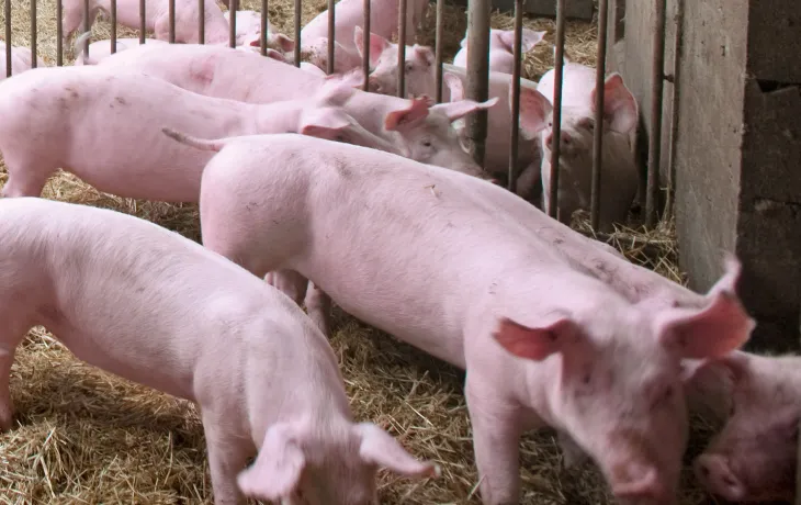 Visuel élevage de porcs
