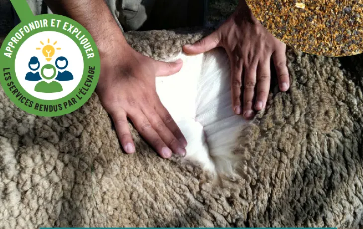 Fiche CNE ruminants et coproduits