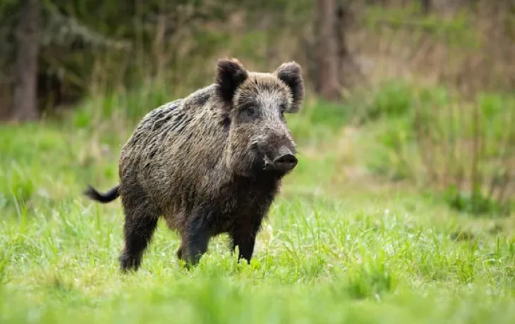 sanglier