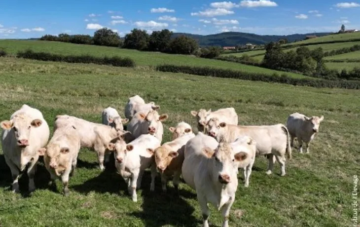 grand angle viande