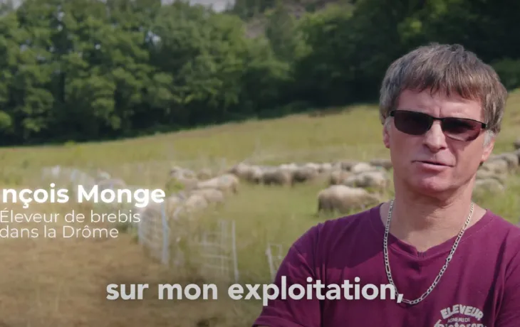 luzerne et moutons