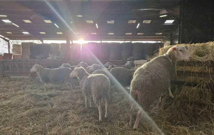 Attractivité des métiers - filière ovine