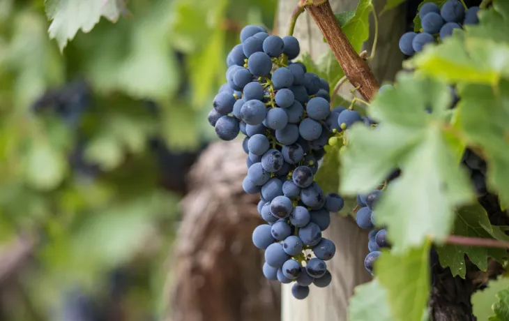 VCF - Vignerons Coopérateurs de France