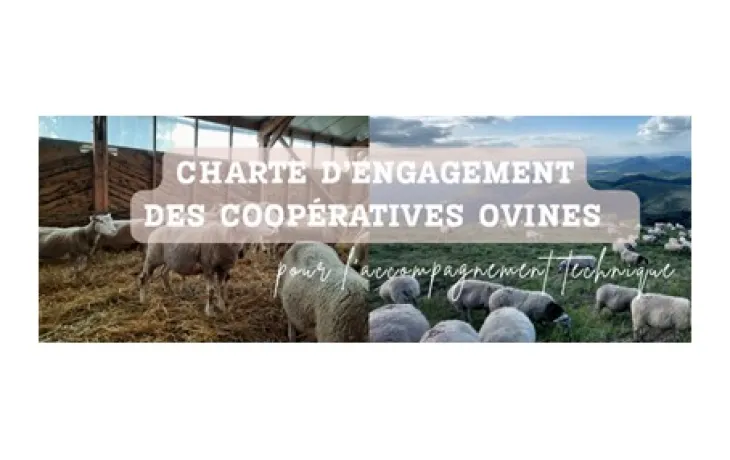 Charte ovine - titre