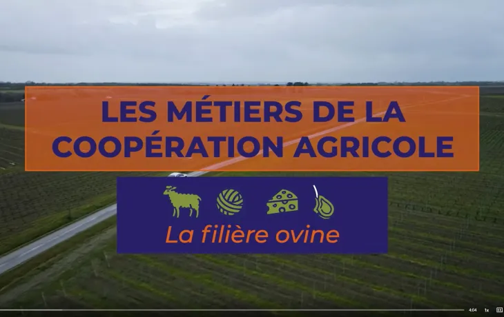 Vidéo métiers en coopérative ovine