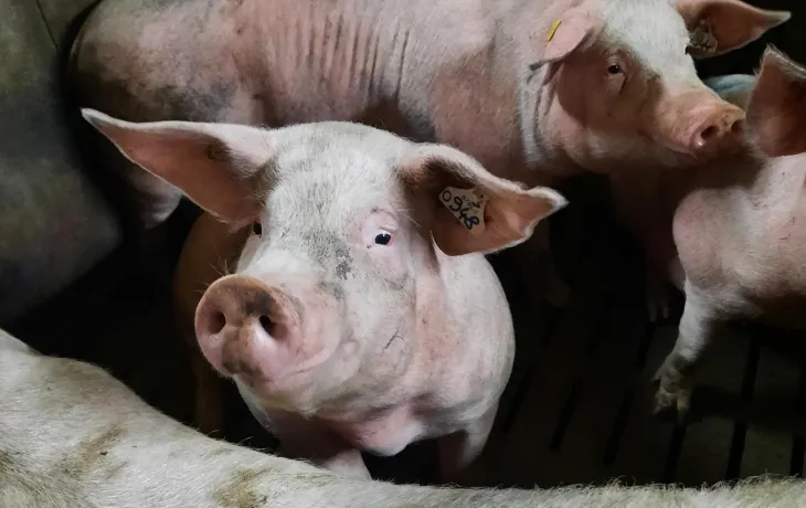 cochon porc